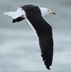 1cy fuscus in August, ringed in Finland. (81365 bytes)